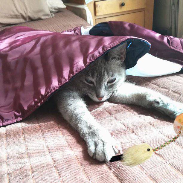 Juguete para Gatos Pelota con Cascabel y Plumas | Juguete Interactivo para Gatos - Imagen 3