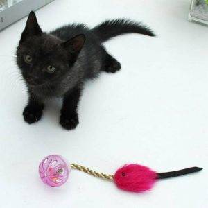 Juguete para Gatos Pelota con Cascabel y Plumas | Juguete Interactivo para Gatos