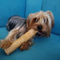 acua-mascotas-cliente1