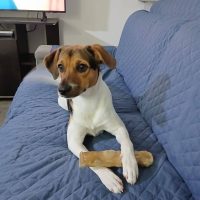 acua-mascotas-cliente2