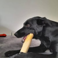 acua-mascotas-cliente3